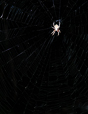Spider III